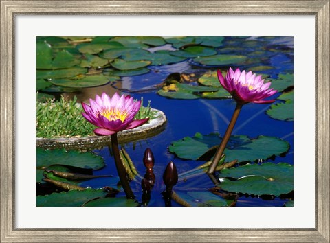 Framed Water Lillies in Reflecting Pool at Palm Grove Gardens, Barbados Print