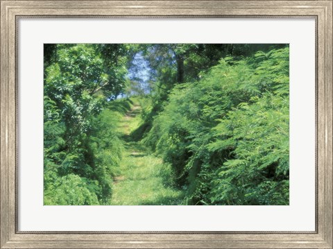 Framed View of Path Through Trees, Bermuda, Caribbean Print