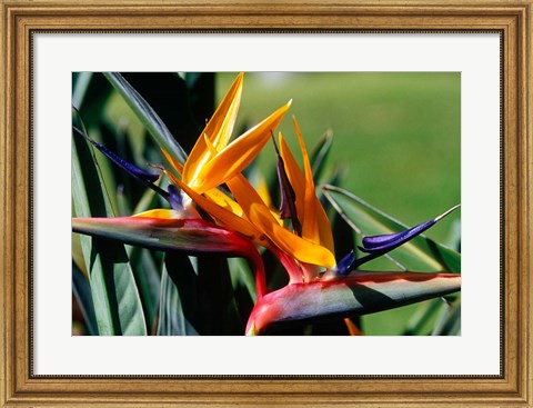 Framed Bird of Paradise in Bermuda Botanical Gardens, Caribbean Print