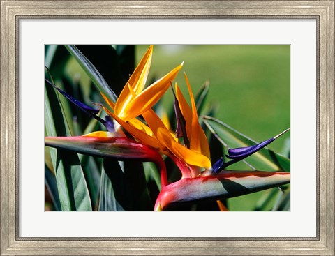 Framed Bird of Paradise in Bermuda Botanical Gardens, Caribbean Print