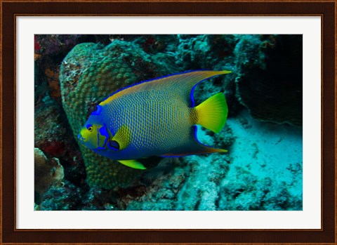 Framed Queen Angelfish, Bonaire, Netherlands Antilles Print