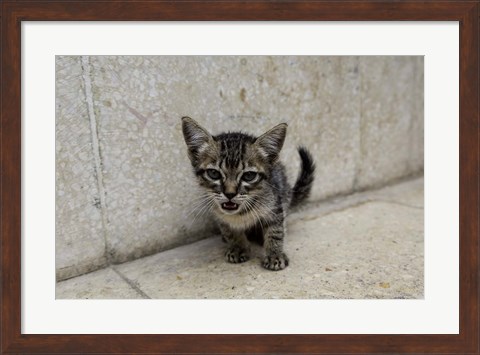 Framed Cute kitten on the streets of Old Havana, Havana, Cuba Print