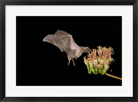 Framed Lesser Long-nosed Bat Print