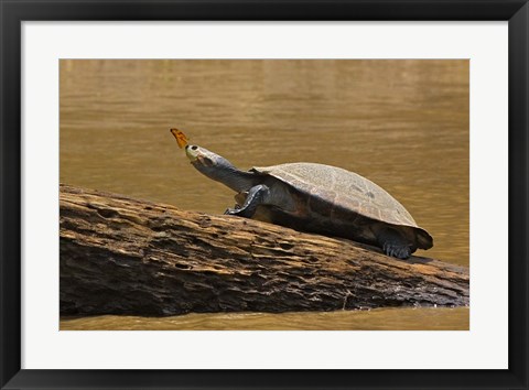 Framed Turtle Atop Rock with Butterfly on its Nose, Madre de Dios, Amazon River Basin, Peru Print