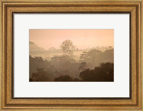 Framed Mist over Canopy, Amazon, Ecuador Print