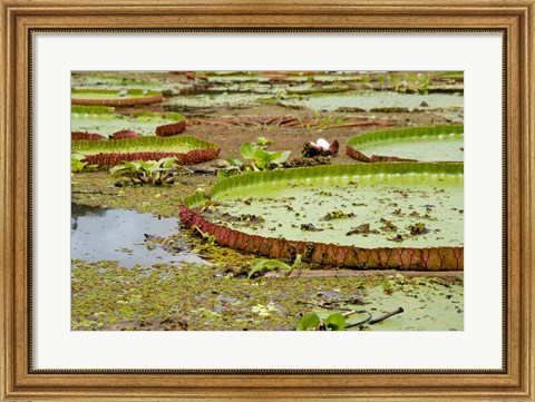 Framed Brazil, Amazon, Valeria River, Boca da Valeria Giant Amazon lily pads Print