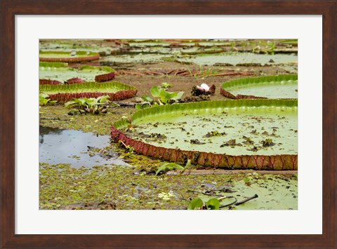 Framed Brazil, Amazon, Valeria River, Boca da Valeria Giant Amazon lily pads Print