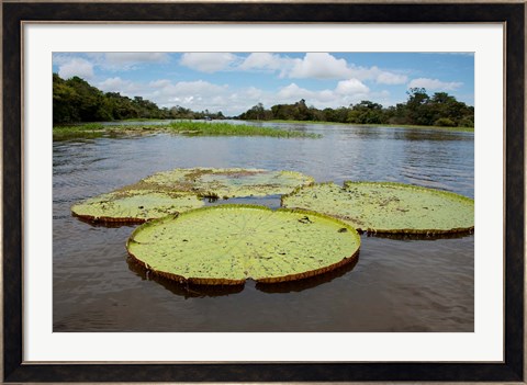 Framed Giant Amazon lily pads, Valeria River, Boca da Valeria, Amazon, Brazil Print