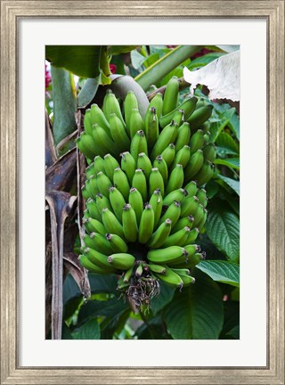 Framed Cuba, Topes de Collantes banana fruit tree Print