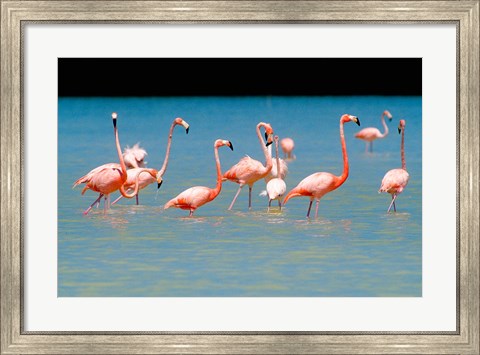 Framed Tropical Bird, Flamingos, Barahona, Dominican Republic Print