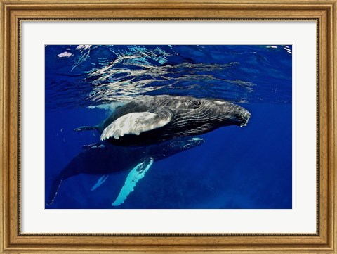 Framed Humpback whale calf, Silver Bank, Domincan Republic Print