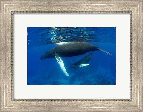 Framed Humpback whale mother and calf, Silver Bank, Domincan Republic Print