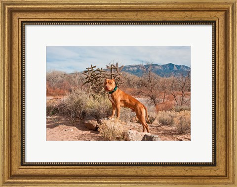 Framed American Pitt Bull Terrier dog, New Mexico Print