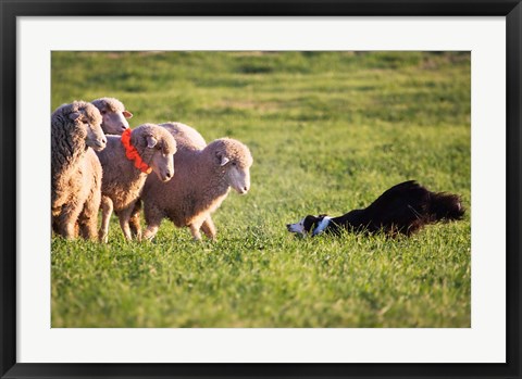 Framed Purebred Border collie dog and Merino sheep Print
