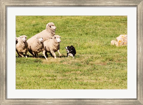 Framed Purebred Border Collie dog and sheep Print
