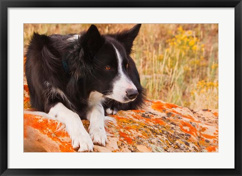 Framed Purebred Border Collie dog on moss rock Print