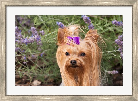 Framed Purebred Yorkshire Terrier dog, purple bow Print