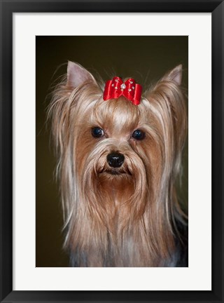 Framed Show Yorkshire Terrier Dog with red bow Print