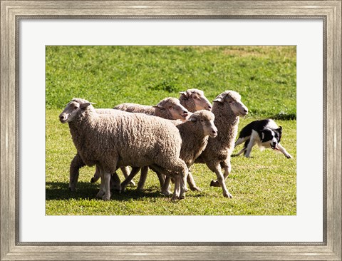 Framed Purebred Border Collie dog turning sheep Print