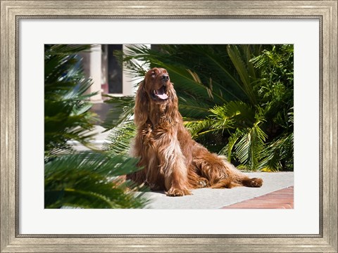 Framed Irish Setter dog surrounded by cycads Print