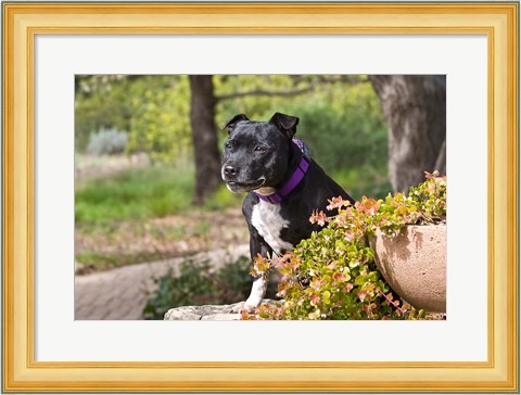 Framed Staffordshire Bull Terrier dog in a garden Print