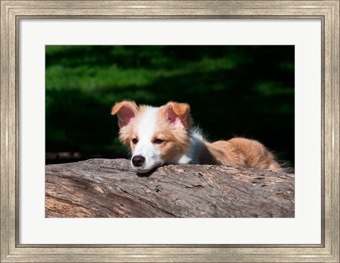 Framed Border Collie puppy dog looking over a log Print