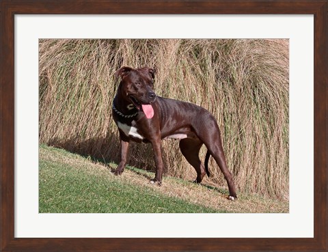 Framed American Pitt Bull Terrier dog Print