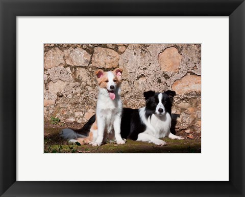 Framed pair of Border Collie dogs Print