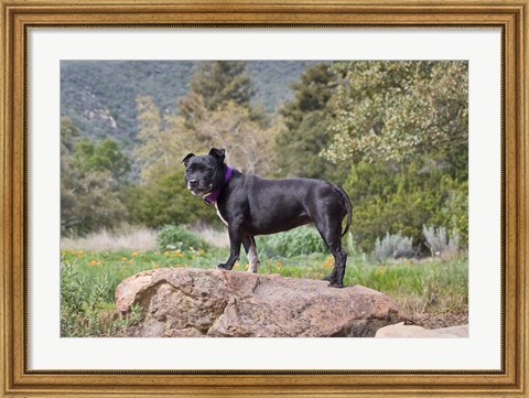 Framed Staffordshire Bull Terrier dog in garden Print