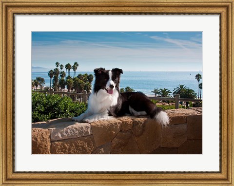 Framed Border Collie dog resting on a wall Print
