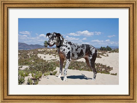 Framed Great Dane standing in sand at the Ventura Beach, California Print