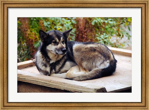 Framed Alaskan Husky dog, Denali Park, Alaska, USA Print