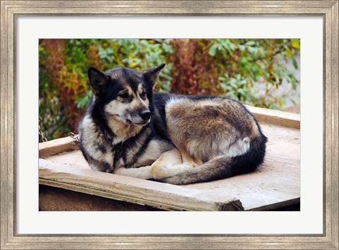 Framed Alaskan Husky dog, Denali Park, Alaska, USA Print