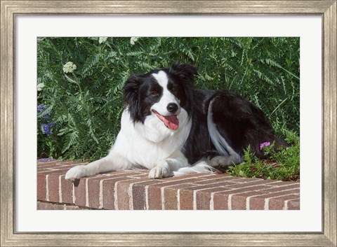 Framed Purebred Border Collie dog lying on wall Print