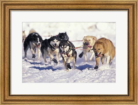 Framed Iditarod Dog Sled Racing through Streets of Anchorage, Alaska, USA Print
