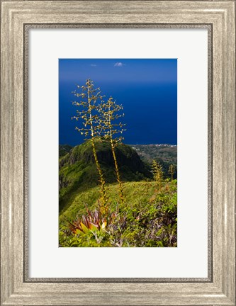 Framed Martinique, West Indies, Agave on Ridge, Mt Pelee Print