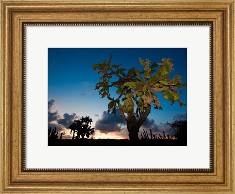 Framed Opuntia moniliformis, Succulent dry forest, Puerto Rico Print