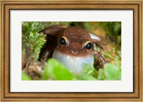 Framed Common coqui frog, El Yunque NF, Puerto Rico Print