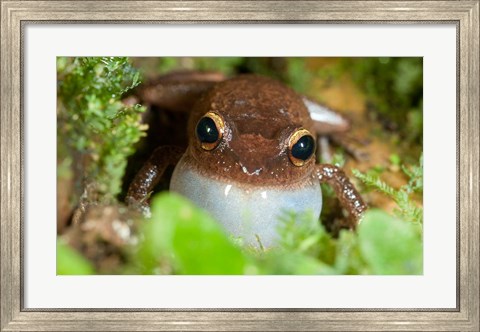 Framed Common coqui frog, El Yunque NF, Puerto Rico Print