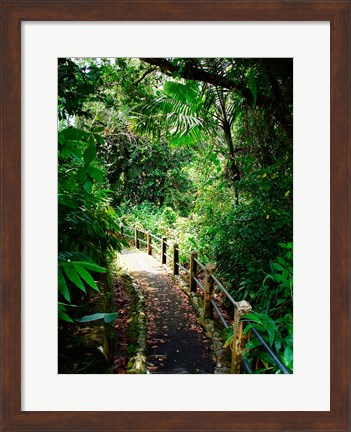 Framed Puerto Rico, Luquillo, El Yunque National Forest path Print