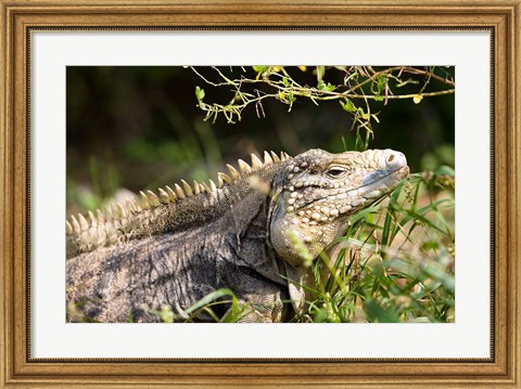 Framed Iguanas (Lizard), Cayman Islands, Caribbean Print