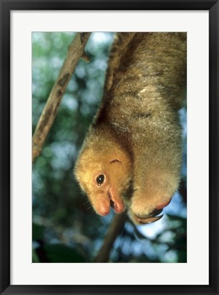 Framed Close up of Silky Pygmy Anteater wildlife, Mangrove, Trinidad Print