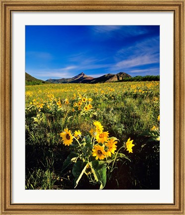 Framed Balsamroot along the Rocky Mountain Front, Waterton Lakes National Park, Alberta, Canada Print