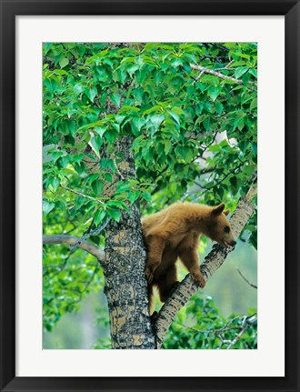 Framed Black bear, aspen tree, Waterton Lakes NP, Alberta Print
