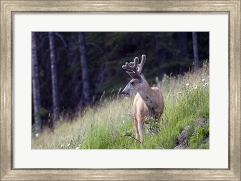 Framed Young deer in Banff National Park, Alberta, Canada Print