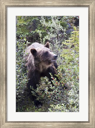 Framed Grizzly bear in Kootenay National Park, Canada Print
