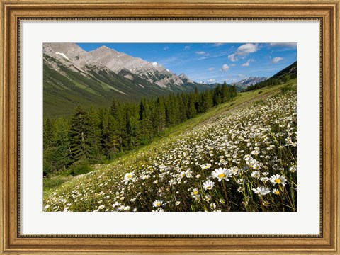 Framed Oxeye daisy flowers, Kananaskis Range, Alberta Print
