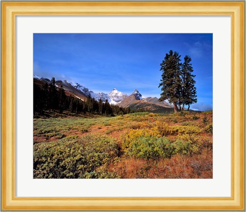Framed Landscape with Mt Saskatchewan, Banff NP, Alberta Print