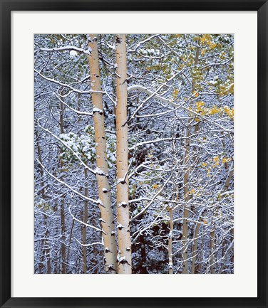 Framed Alberta, Peter Lougheed PP Aspen trees in snow Print