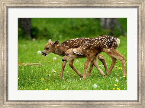 Framed Canada, Alberta, Waterton Lakes NP, Mule deer fawns Print